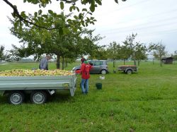 Obsternte Und Maischen 2012 10